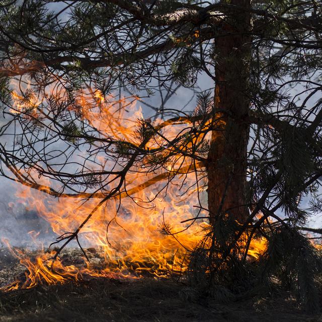 Avec la canicule le danger d'incendie en forêt est élevé. [Ingus Evertovskis]