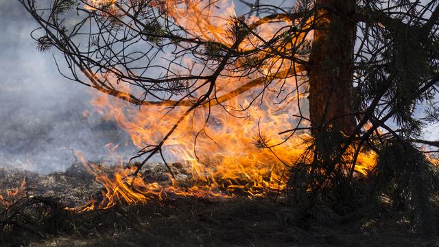 Avec la canicule le danger d'incendie en forêt est élevé. [Ingus Evertovskis]