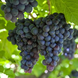 Le vignoble de Fredi Torres se compose de 8 hectares en Priorat. [Composer]