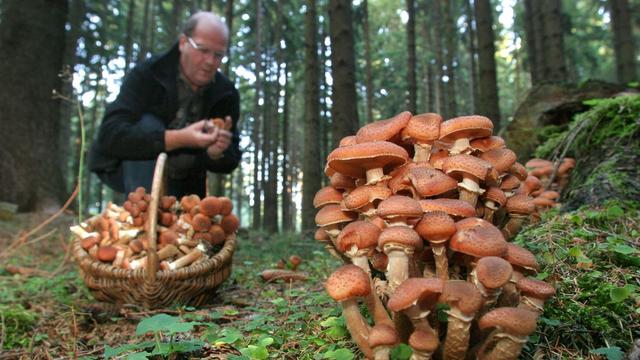 Un cueilleur de champignons, ici dans une forêt en Allemagne. [MATTHIAS BEIN / DPA]