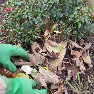 Une couverture de feuille morte pour protéger son jardin. [Xavier Bloch]