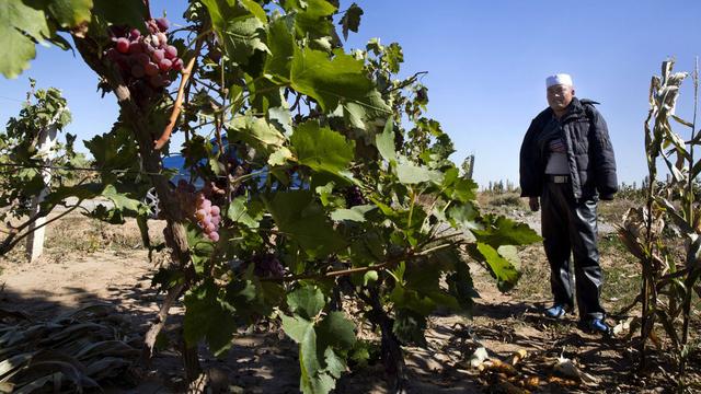 Vignoble de la province chinoise du Ningxia, une région à forte production. [AP/Keystone - Ng Han Guan]