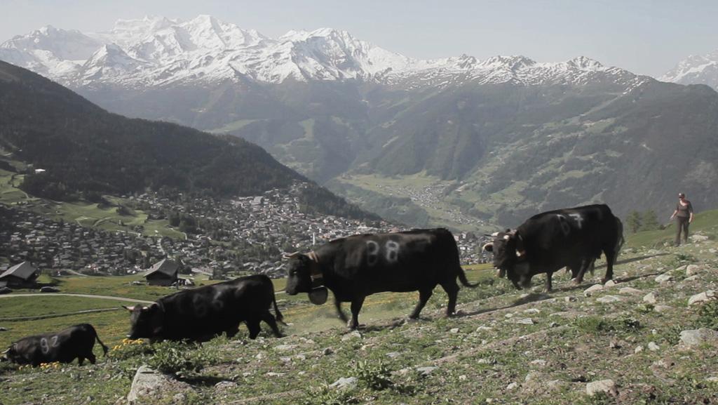 Alpage - Valais (1)