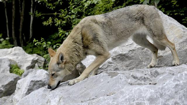 Combien de loups une région peut-elle tolérer? [Keystone - Maxime Schmid]