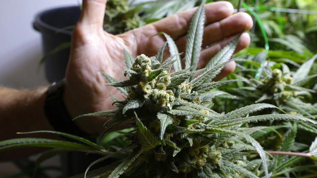 Cannabis marijuana légalisation USA chanvre [AP Photo/Keystone - Ted S. Warren]