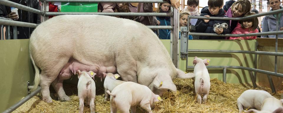 Jeudi 8 octobre: la foire de l'OLMA s'est ouverte à St-Gall. [Gian Ehrenzeller]