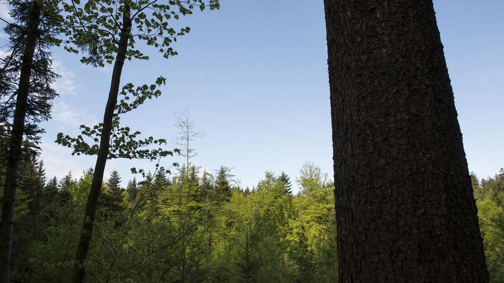 La foret des bois du Jorat (VD).