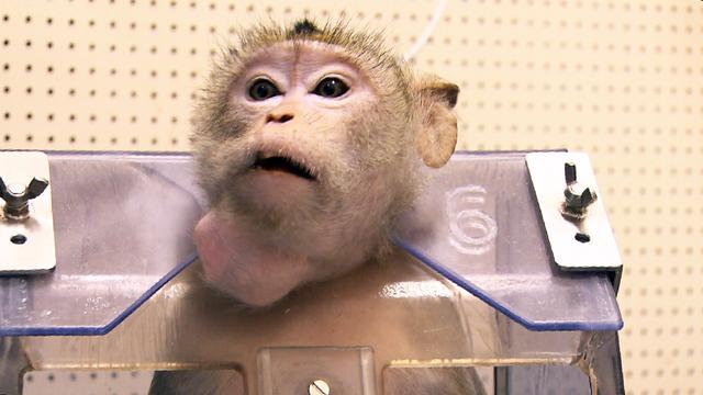 Pourra-t-on un jour se passer complètement de l’expérimentation animale? [RTS]