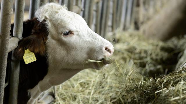 Les veaux coûtent presque plus cher à engraisser que ce qu'ils peuvent rapporter comme viande. [Keystone - Laurent Gilliéron]