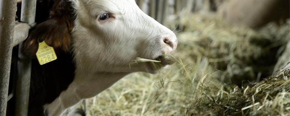 Les veaux coûtent presque plus cher à engraisser que ce qu'ils peuvent rapporter comme viande. [Keystone - Laurent Gilliéron]