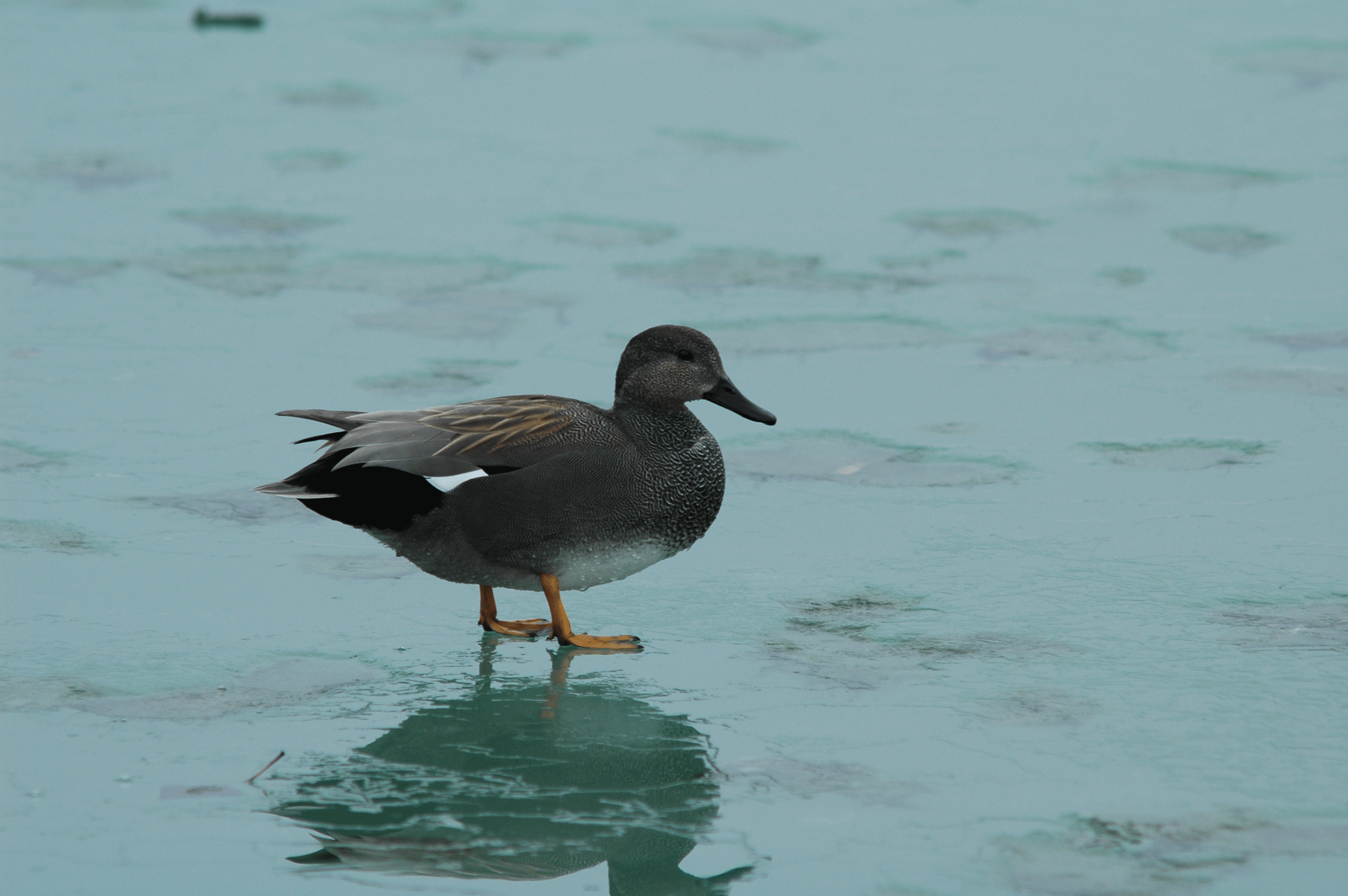 Lors du recensement des oiseaux d'eau sur le Lac de Neuchâtel, les effectifs du Canard Chipeau sont en légère augmentation. [Association La Grande Cariçaie]