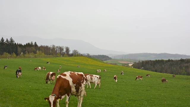 Pluie fine près de Montcherand (VD). [Olivier Roux]