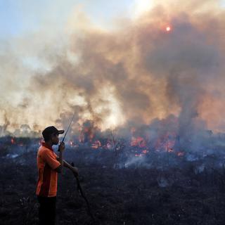 En Asie du Sud-Est, El Nino se manifeste le plus souvent par des sécheresses. Celles-ci ont favorisé ces derniers mois des incendies de forêt en Indonésie, parmi les pires de l'histoire. [AP Photo/File]