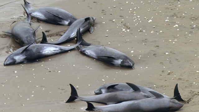 Un total de 149 dauphins ont été retrouvés à Hokota. [AP Photo/Kyodo News]