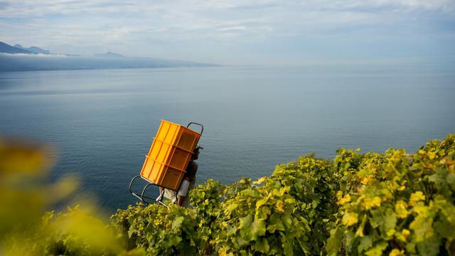 Un ouvrier porte une caisse de raisin dans le Lavaux. [Jean-Christophe Bott]