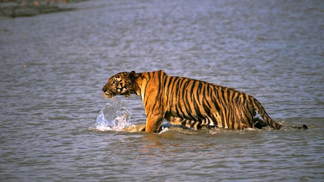 La population de tigres a dépassé la barre des 2000 animaux en Inde. [AP Photo/Keystone - Joydip Kundu]