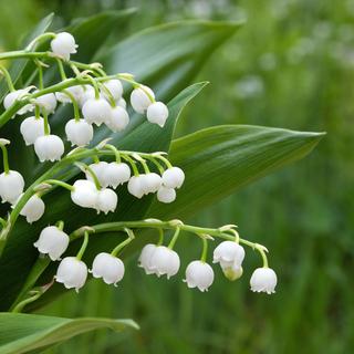 Du Muguet. [Cora Müller]