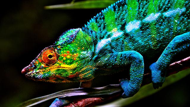 Lorsqu'il est calme, le caméléon panthère (ici un mâle) prend la couleur bleue. [Henri Tabarant]