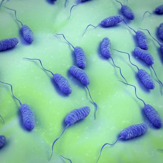 Vibrio cholerae, responsable du choléra. [Royalstockphoto / Science Photo Library /AFP]