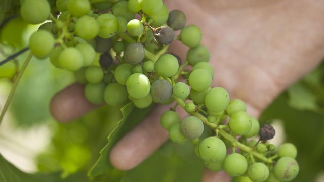 Autrefois omniprésent dans le Lavaux, le chasselas n'y a plus la cote. [Keystone - Gaëtan Bally]