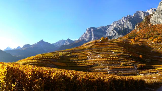 Vignes à Chamoson (VS). [patrice Lehner]