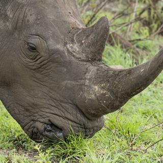 Rien ne semble arrêter le massacre des rhinocéros en Afrique du Sud. [Biosphoto/AFP - Jean-Jacques Alcalay]