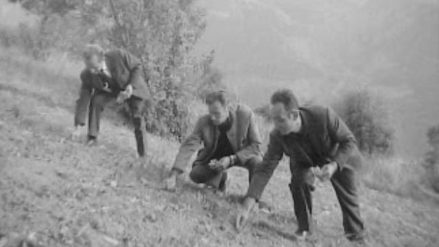 La culture du safran en Valais en 1968. [RTS]