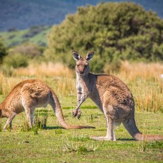 Les gaz des kangourous sont moins nocifs pour l'environnement que celui des vaches. [stev0509]