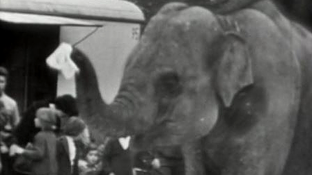 Eléphant du cirque Knie, 1963. [RTS]