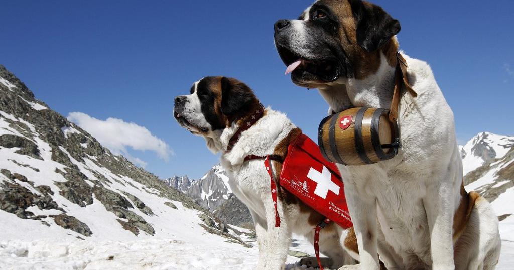 Les photos touristiques avec des saint-bernards interdites par Zermatt