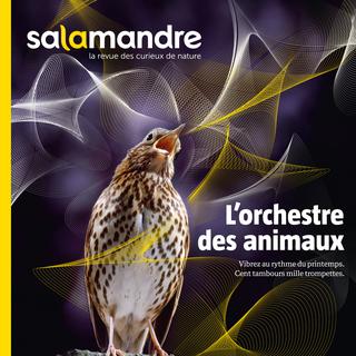 Le prochain numéro de la revue "La Salamandre", à paraître début avril. [La Salamandre]
