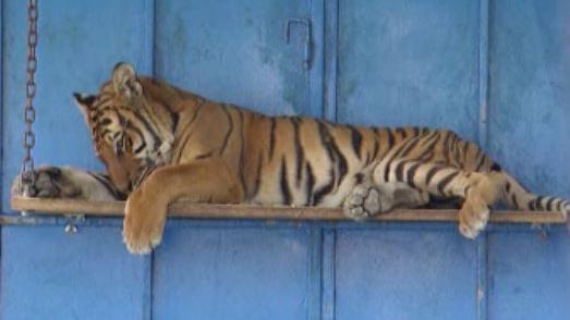 Tigre du refuge Panthera d'Alain et Nicole Gross, 2004. [RTS]