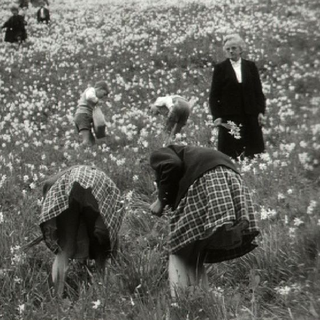 La cueillette des narcisses en 1961. [RTS]