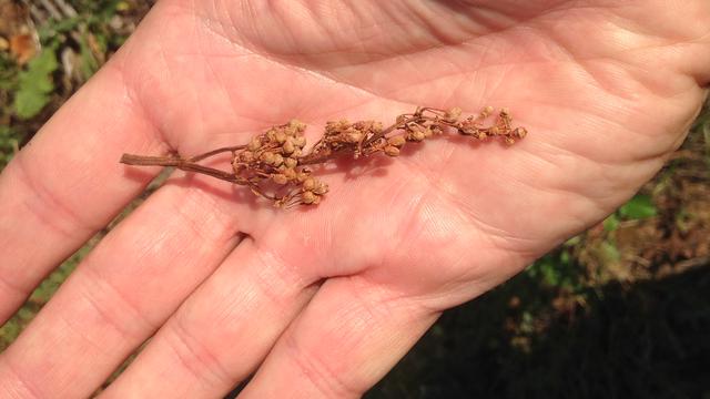 Le fongicide a stoppé la croissance des vignes et les grappes de raisins se sont atrophiées. [Bernard Genier - RTS]