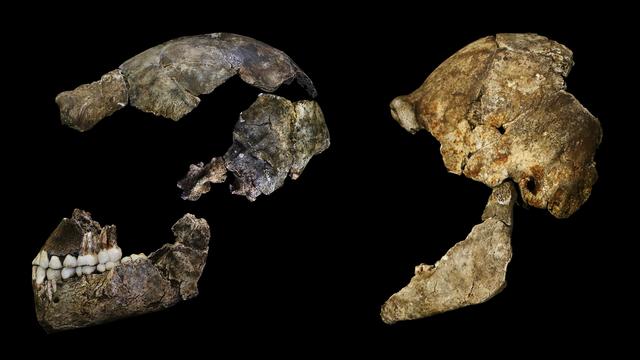 Plusieurs morceaux de crânes de Homo naledi ont été découverts dans la grotte, très profonde. [John Hawks]