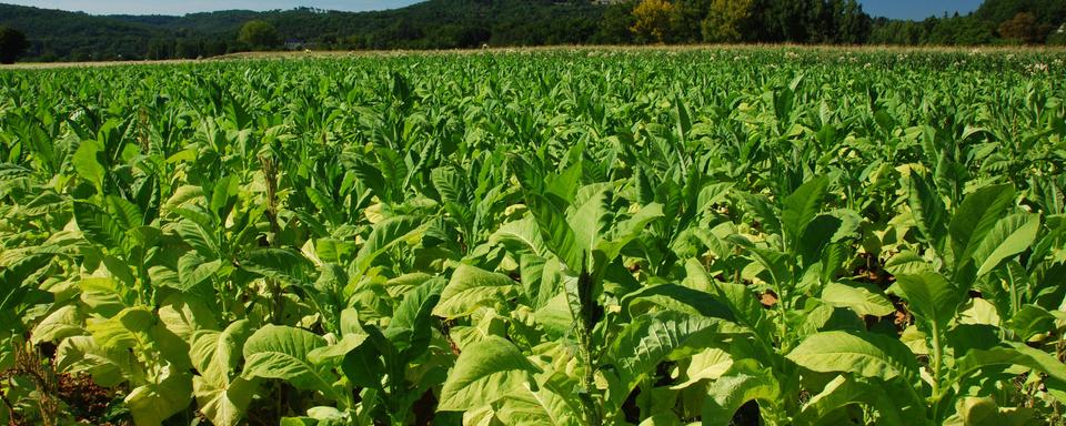 Un champs de tabac. [Fotolia - Ariane Citron]