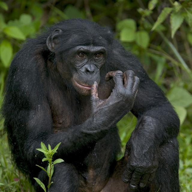Le langage des bonobos similaire à celui des humains. [Biosphoto / AFP - Cyril Ruoso]