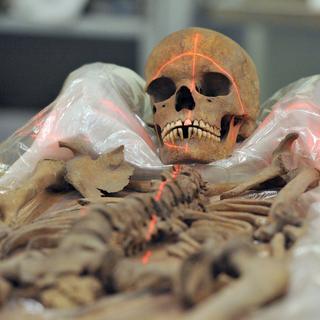 Un squelette au Musée d'histoire naturelle de Dessau. [EPA/Keystone - Peter Endig]