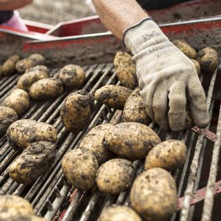 Du champ à la table des ménages, 53% des pommes de terre de consommation produites de manière conventionnelle se perdent. [Gaetan Bally]