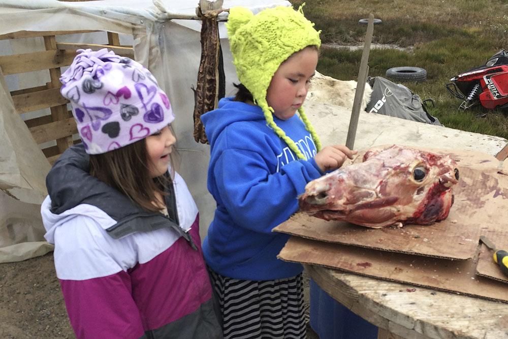 Deux fillettes regardent une tête de caribou qui sèche dehors. [Andrea Sautereau]