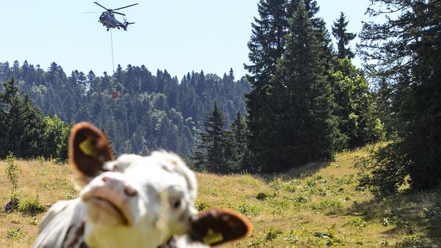 Assoiffées, les vaches regardent avec impatience les hélicoptères de l'armée leur apporter de l'eau fraîche... [Jean-Christophe Bott]