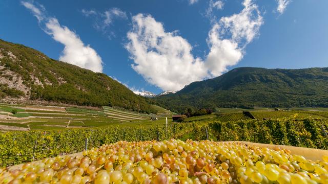 Les vendanges à Yvorne, sous le soleil automnal, vers midi. [Aebersold Daniel]