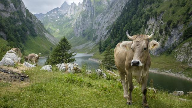 Le nombre d'exploitations agricoles en Suisse diminue chaque année de près de 2% en Suisse. [Keystone - Gian Ehrenzeller]