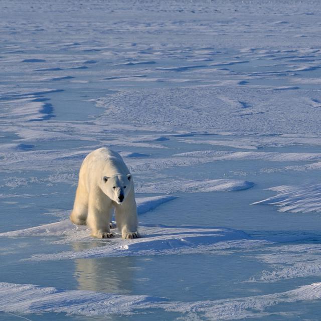 L'ours polaire, un animal géopolitique. [Fotolia - outdoorsman]