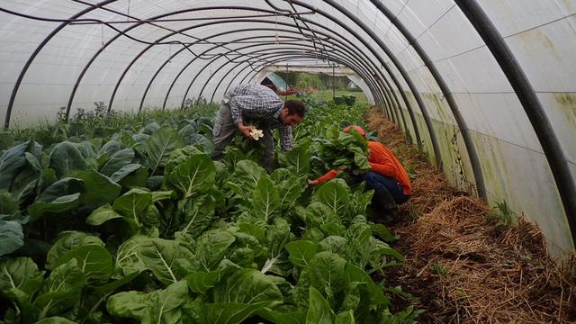 Potagers de Gaia. [Jean-Marc Chevillard]