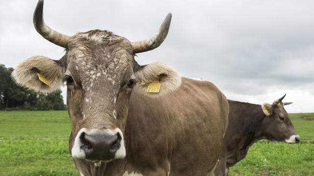 L'agriculture suisse a vécu une année 2014 exceptionnellement bonne, mais ça pourrait changer en 2015. [Keystone - Dominic Steinmann]