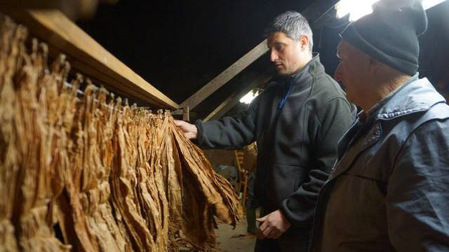 Fabrice et Georges Bersier, producteurs de tabac dans la Broye fribourgeoise. [Delphine Gendre (RTS)]