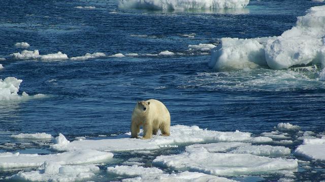 L'ours polaire. [Ian M. Brooks]