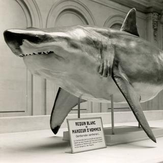 Requin exposé au Musée de zoologie de Lausanne en 1958.
musees.vd.ch [musees.vd.ch]