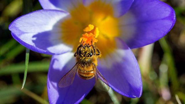 Selon plusieurs études, l'usage intensif des pesticides menace la survie les abeilles. [Keystone - EPA/Jens Büttner]